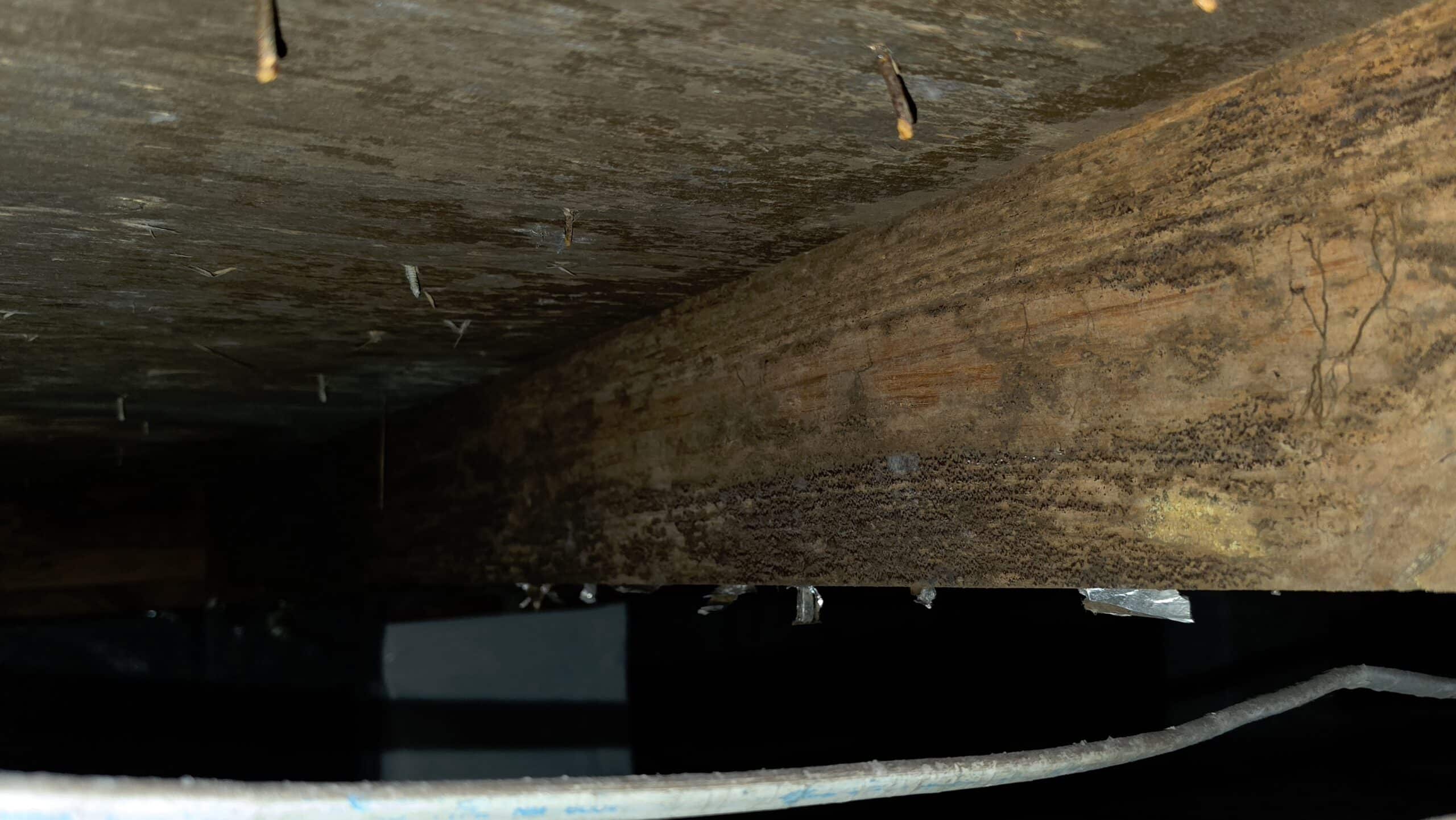 Common Signs of Crawl Space Damage