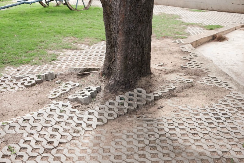 How Tree Roots Can Threaten Your Foundation